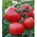 HT45 Sanbu TYLCV resistant f1 hybrid best tomato seeds for greenhouse